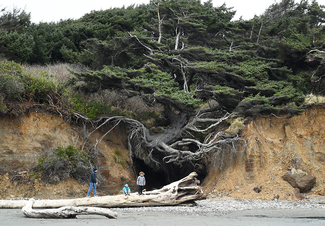 Father and two boys in winter gear pose in front of Kalaloch beach's tree of life on Washington's Olympic Peninsula