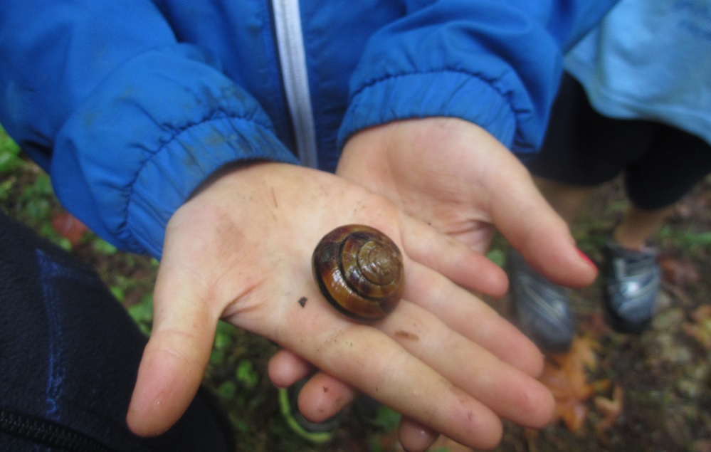 Shadow Lake snail in hand