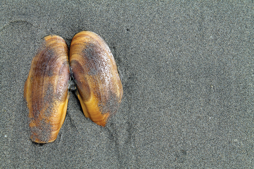 clam in sand