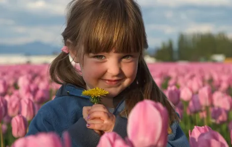 Young girl in a field of pink tulips holding a yellow dandelion 