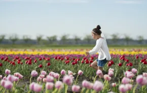A young girl in a white top and jean shorts walks through a field of tulips during the annual Skagit Valley Tulip Festival