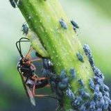 Pests Pests