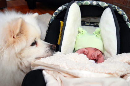Introducing your pet to the new baby