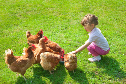 Raising chickens with kids