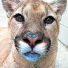 Cougar cub