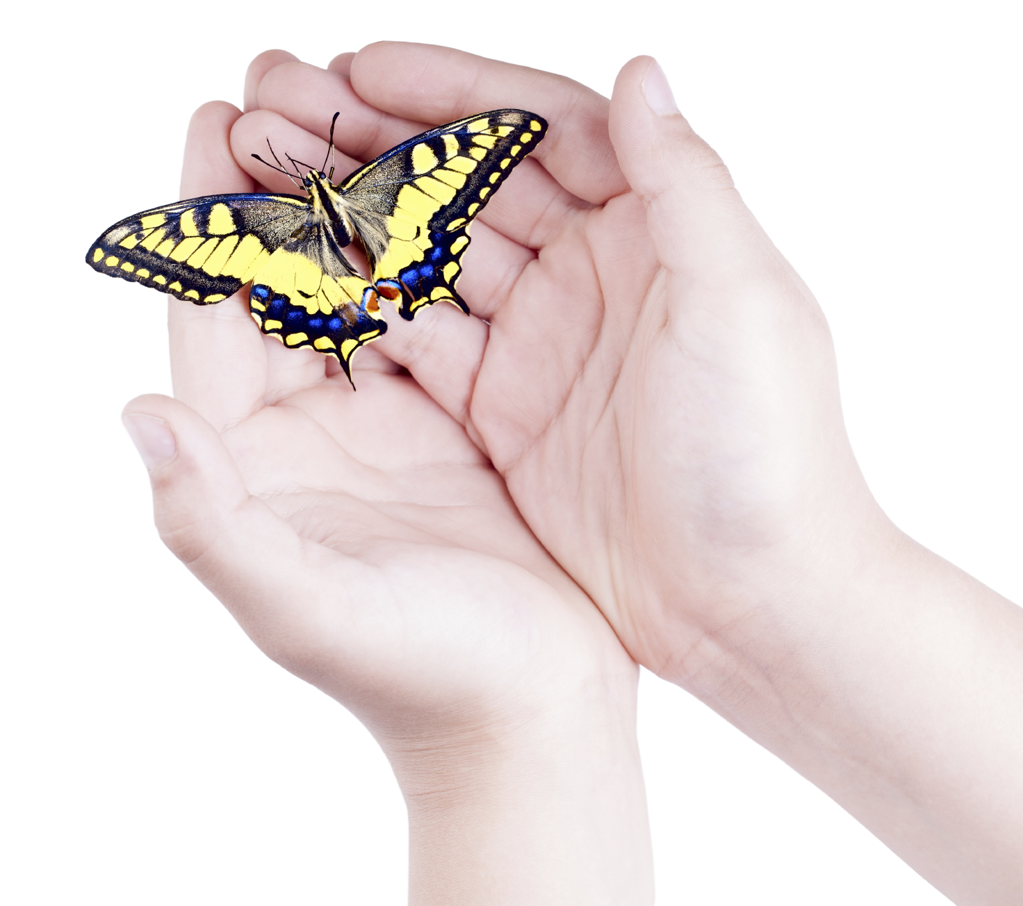 Child with a butterfly in their hands