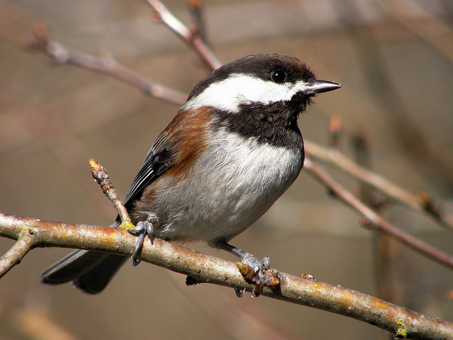 chestnut backed chickadee