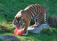 Bali tiger at Point Defiance Zoo & Aquarium