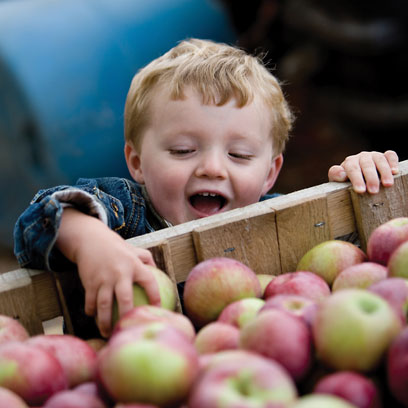 Picking apples with kids in Washington