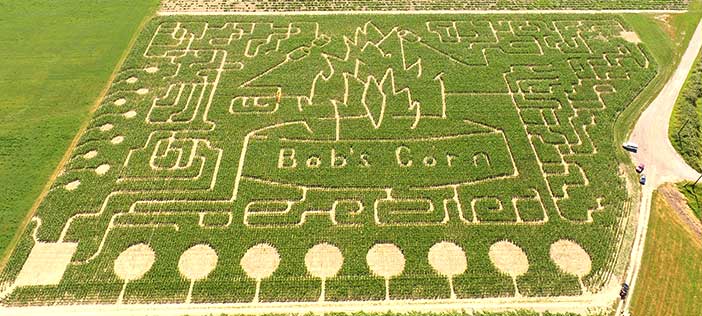 Bob’s Corn maze. Photo credit: Bob’s Corn Maze and Pumpkins