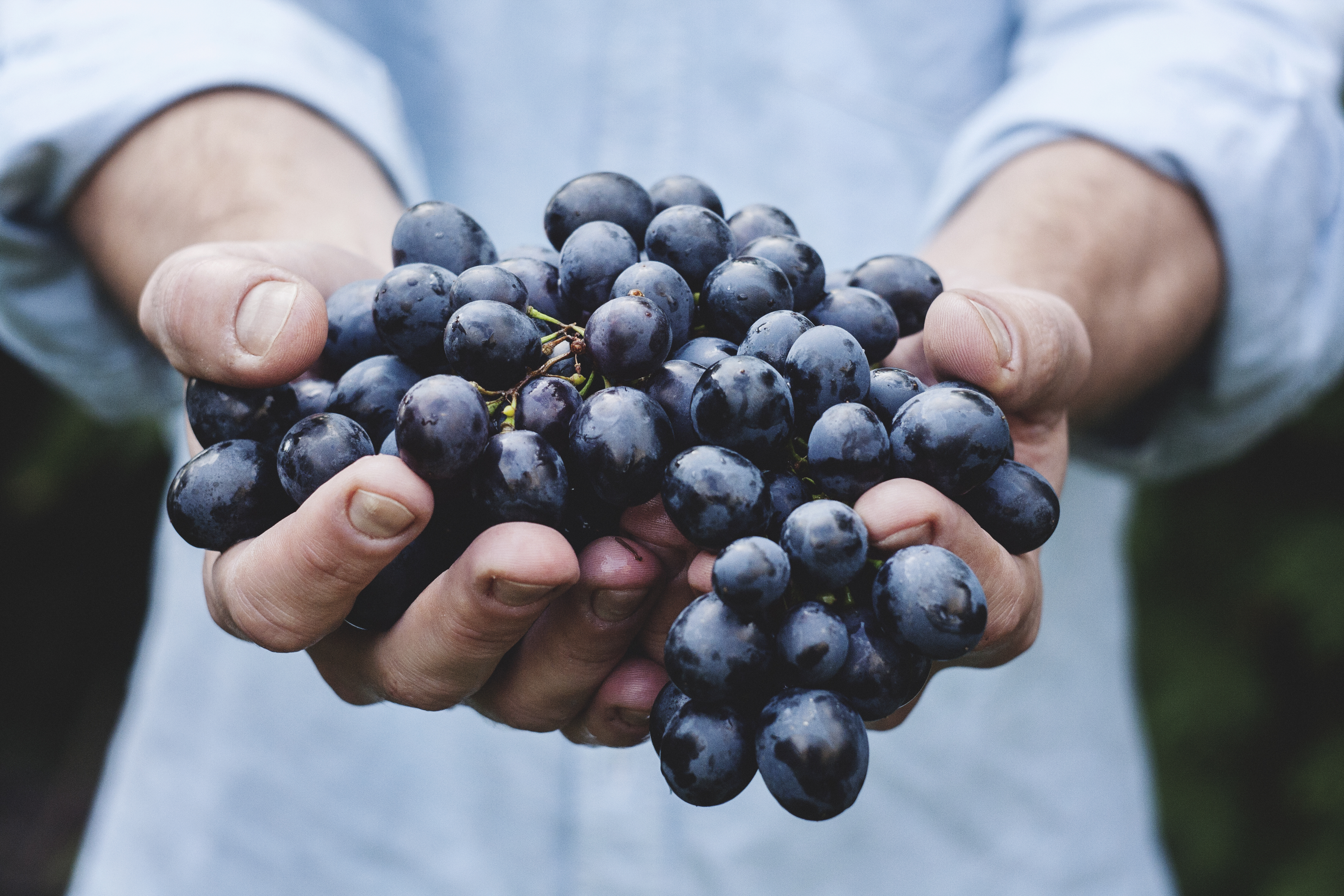 farmer's hands purple grapes