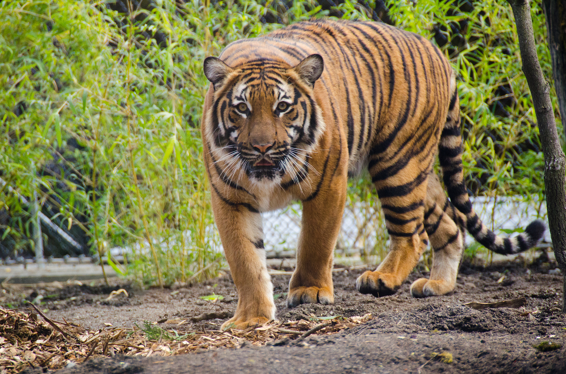 Tigers at Woodland Park Zoo; photo credit: Ryan Hawk
