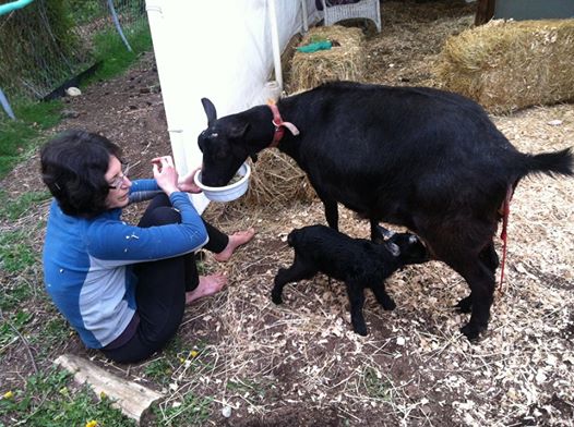 Urban farmer Sarah Moore, with her goats