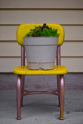 Lettuce in small container garden on chair