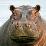Hippo
