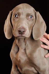 a&s_dog_200x297.jpg
