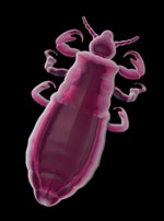 Louse