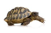 Single turtle