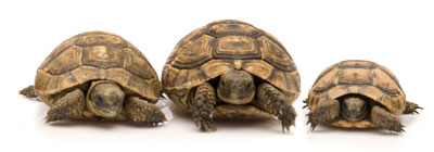 Turtle family