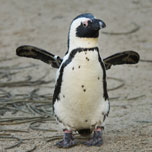 penguin