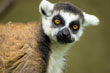 lemur