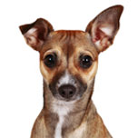 dog ear