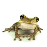 froggy