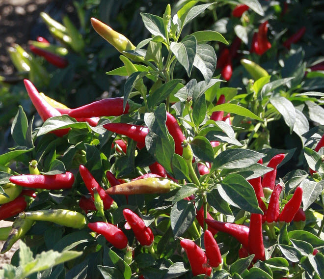 Yakima Washington places to go with Kids Harvest Pepper Picking