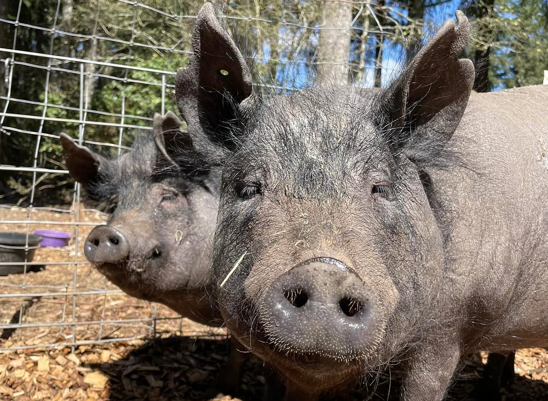 Astro and Finn two pigs live at Heartwood Haven Animal Sanctuary in Gig Harbor