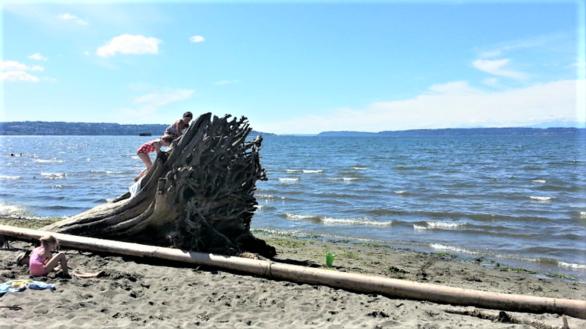 Kids play on a driftwood stump on Jetty Island, a summer beach destination in Everett, Washington, near Seattle, best free things to do in seattle in summer