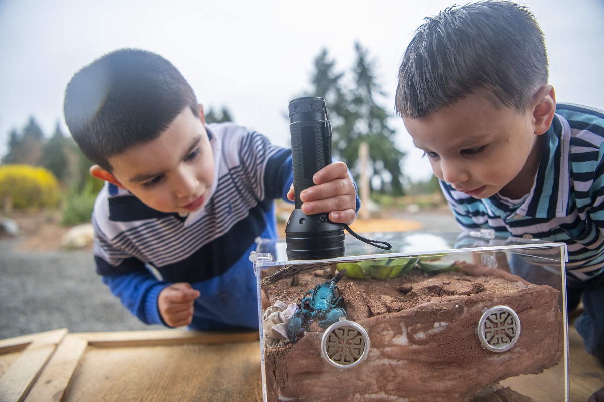 Two young boys inspect an Emporer Scorpion with a flashlight at PDZA's Little Explorers Nature Play Garden