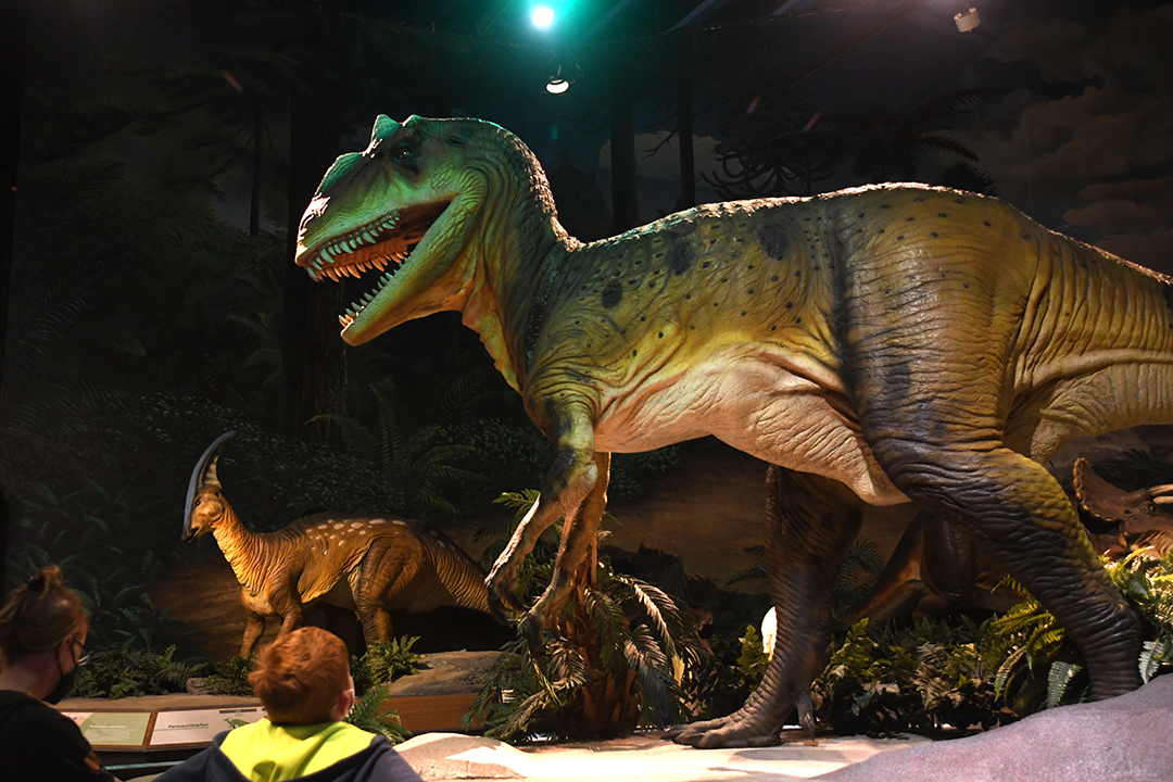 A young boy looks up at a robotic allosaurus dinosaur in the dinosaur exhibit at Seattle’s reopened Pacific Science Center