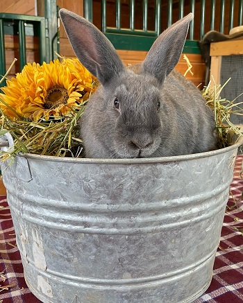 A cute gray bunny sits in a galvanized metal bucket alongside a large yellow flower at Sammamish Animal Sanctuary near Seattle