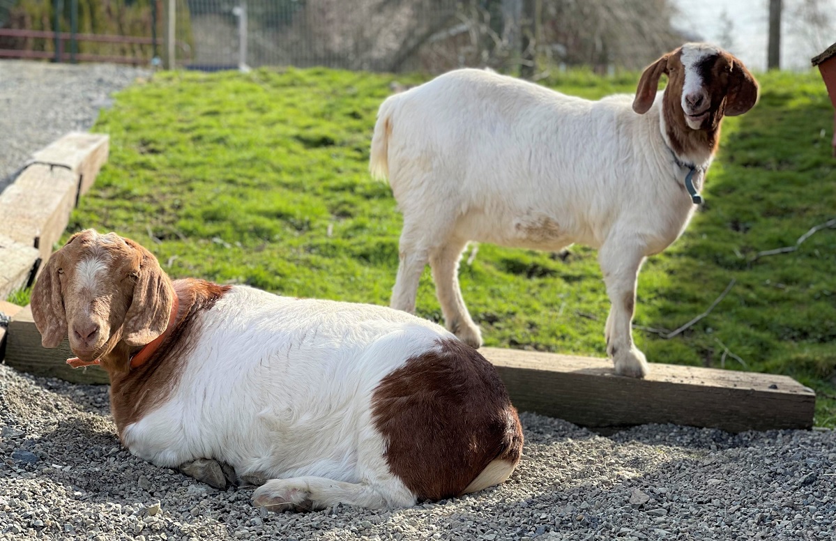 Cute white and brown goats lounge at The Muddy Pug Farm animal sanctuary in Maple Valley, Washington, near Seattle