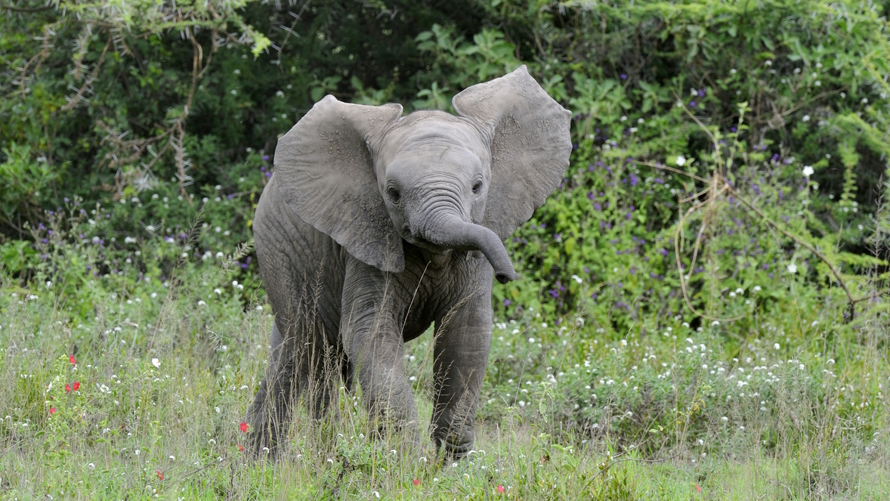 "Baby elephant best earth day movies for kids"