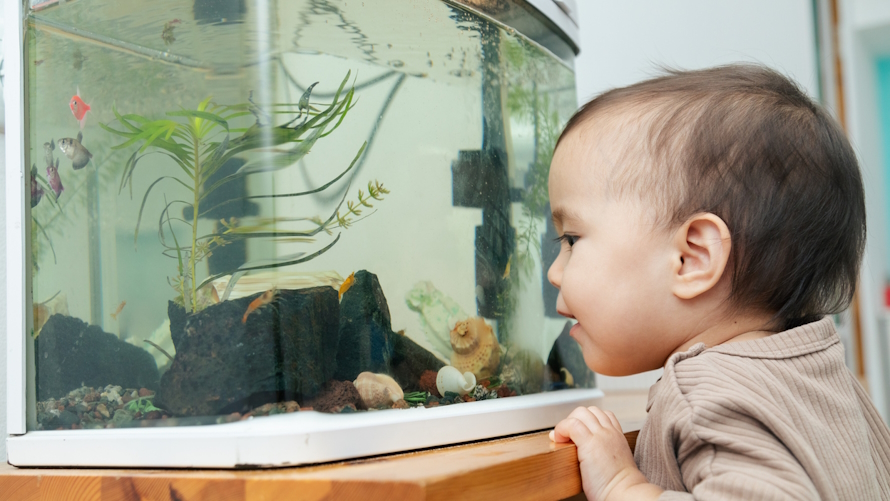 "baby looking at a fish aquarium"