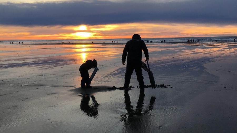 "Digging for clams on one of Washington's great beaches"