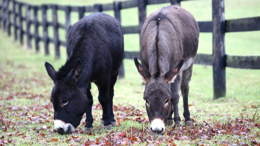 "Picture perfect miniature donkeys at a family farm vacation"