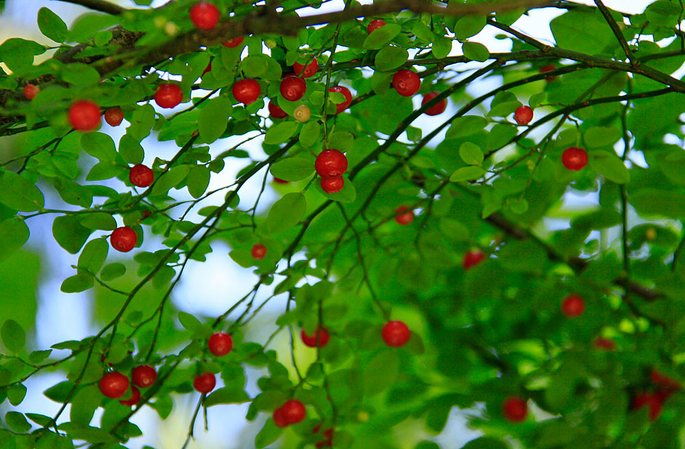 red huckleberries