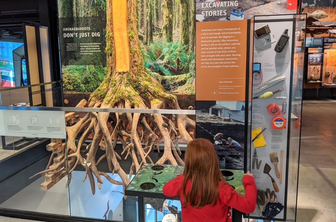 Young girl looking at tree roots and excavation exhibit at Seattle’s Burke Museum