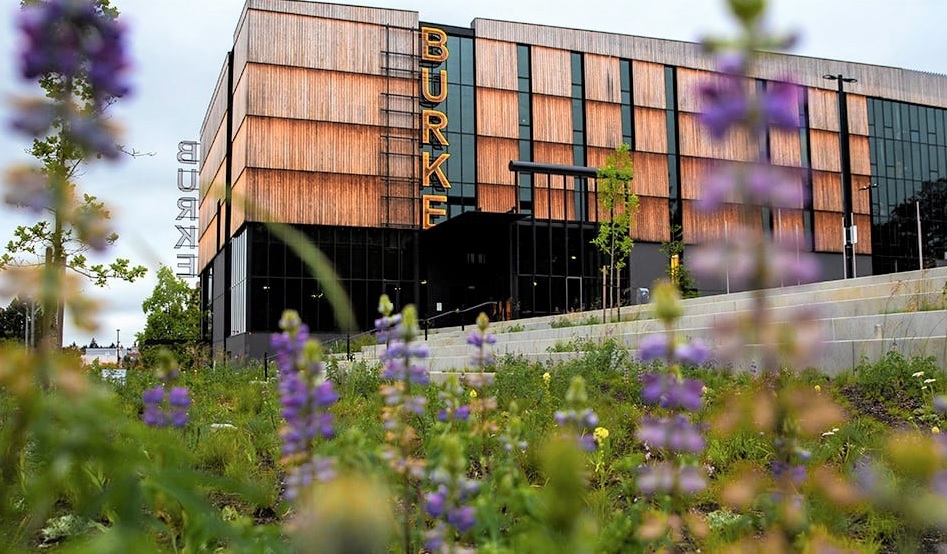 Wildflowers and steps for seating outside Seattle’s revamped Burke Museum best things to see and do with young kids