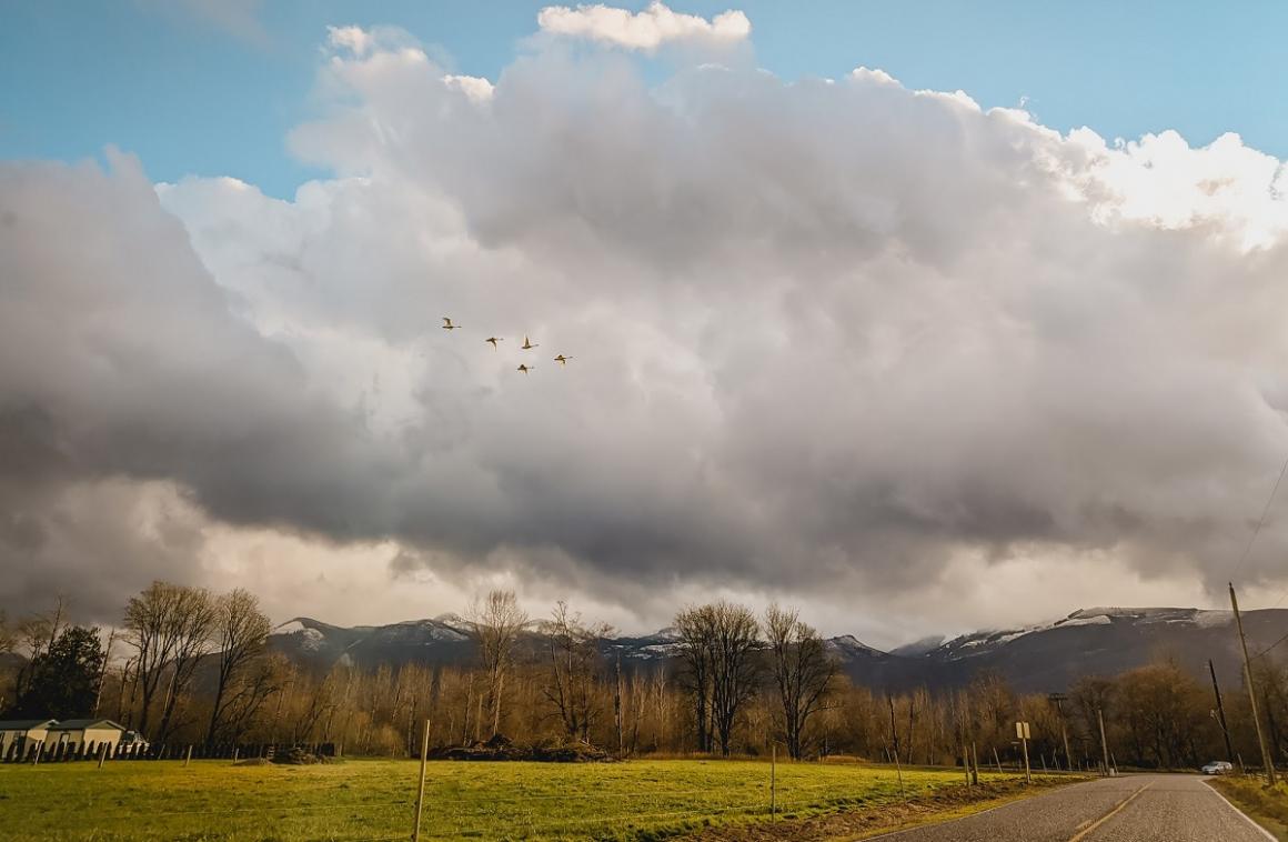 Beautiful view of an open road in Washington's Skagit Valley with migratory birds flying overhead
