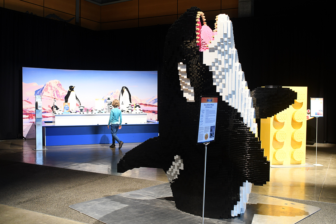 giant orca model on display at Awesome Exhibition The Interactive Exhibition of Lego Models at Seattle Center Fisher Pavilion