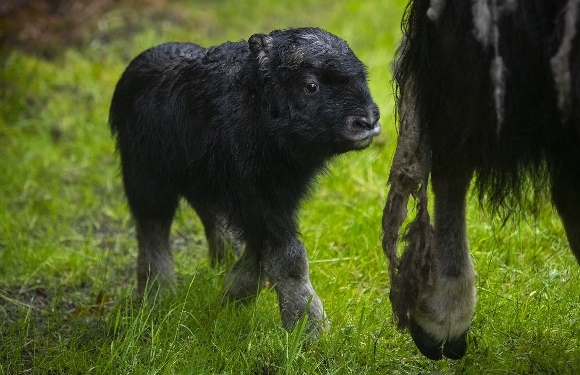 muskox calf born at pdza credit katie cotterrill