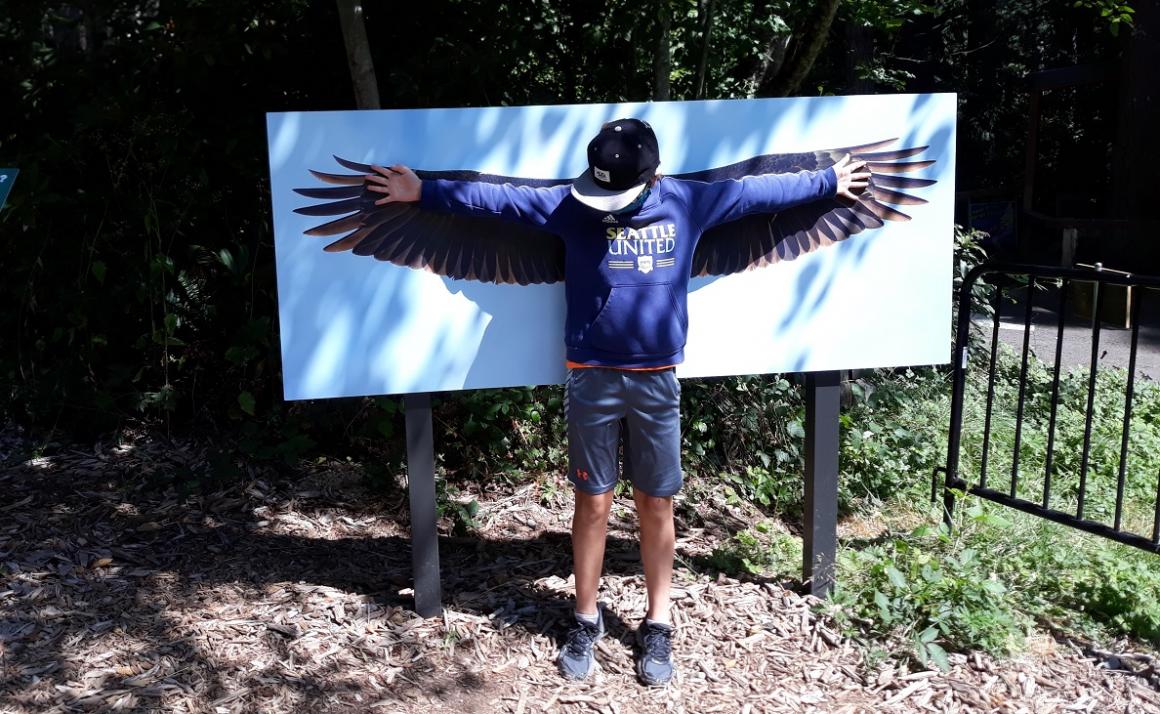 Boy checks his wing span against that of a bald eagle at Northwest trek Wild Walk