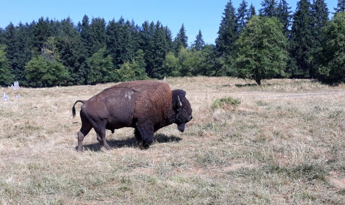 Northwest Trek keeper tour male bison private jeep tour for seattle families
