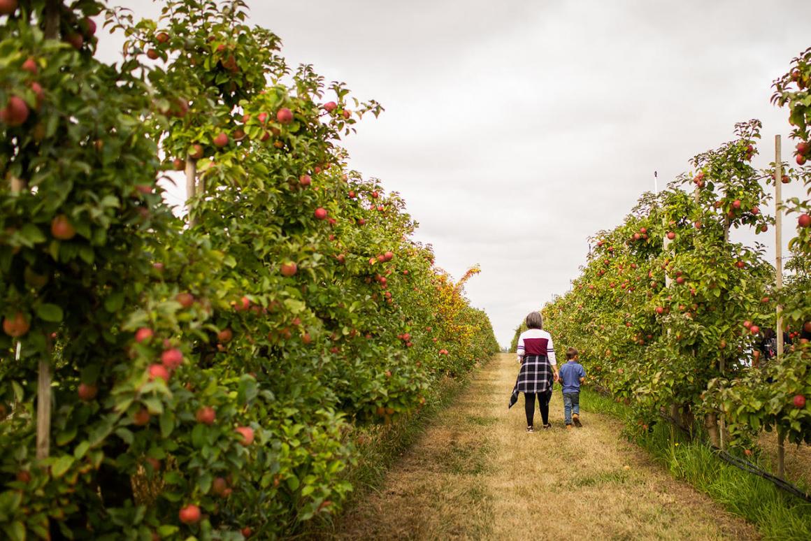 A mother and son walk in a fruit orchard