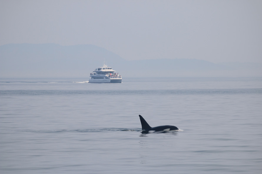 orcas with mountains in the background island adventures