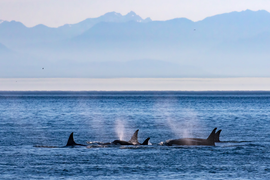 orca whales surfacing