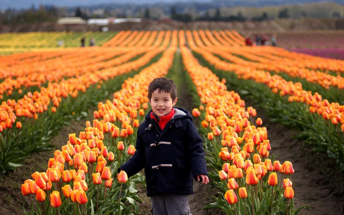 Boy posing in front of tulip fields during the 2017 Skagit Valley Tulip Festival